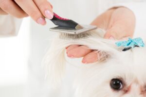 pet grooming is a great niche in the pet care business - a coach can help find your niche